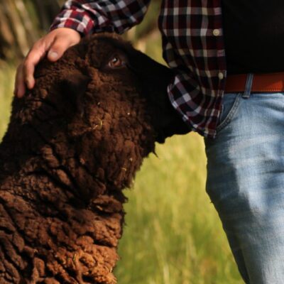 VertrauTier - Tiergestützte Ergotherapie und Intervention Willingen